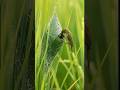 tailor bird #youtubeshorts #tailorbird #birds #nature #shorts