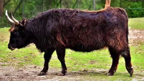 Aron Ra Debunked Series 2 Part 2: Destruction of The Phylogeny Challenge | Created Kinds