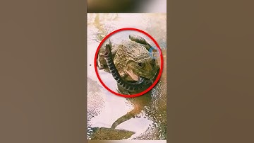 NHỮNG LOÀI ẾCH NÊN TRÁNH XA | 😨 #fact #amazingfacts #thaukinhdongvat