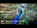 Peacock Video in 4K - 4K Video in Ultra HD - Beautiful Indian Peacock Dancing