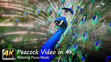 Peacock Video in 4K - 4K Video in Ultra HD - Beautiful Indian Peacock Dancing