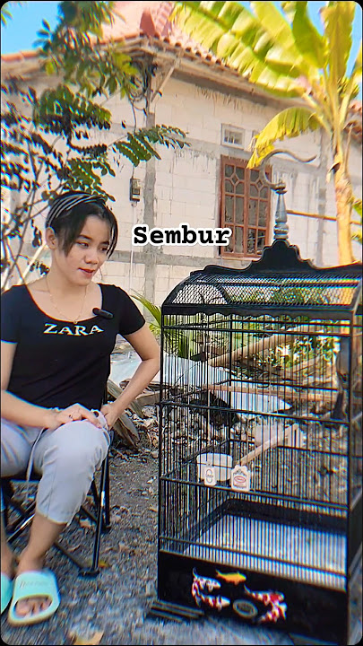 3 JENIS CENDET dg MATERI MEWAHNYA, #kicaumania #wanitakicau #cendetgacor #cendeters #fyp #viral