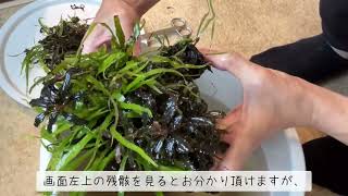 【アクアリウム】活着系の陰性水草でレイアウトした小型水槽の楽々メンテナンス
