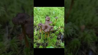 Craterellus tubaeformis, commonly known as the Yellowfoot or Winter Chanterelle