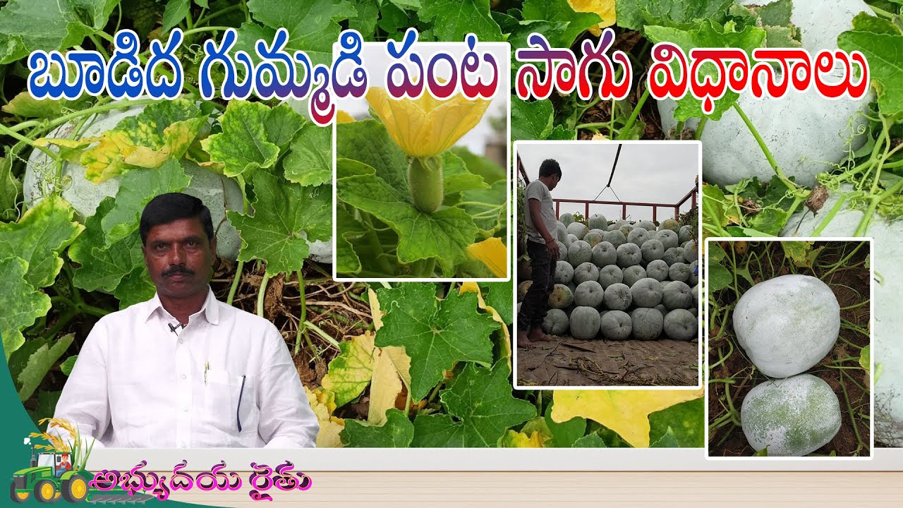 బూడిద గుమ్మడి పంట సాగు విధానాలు || శ్రీ యన్. ఓబుల్ రెడ్డి,