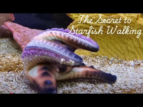 How Starfish Walk: The Secret Behind Their Movement