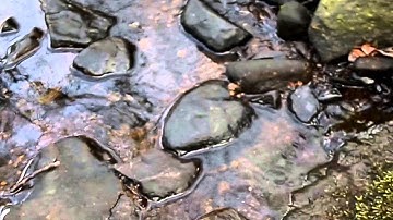 Bacteria and Black Manganese Deposition on Stones in Freshwater