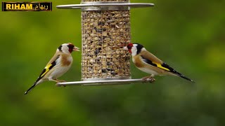 مشاهدة الطيور الجميلة تتغذى وتتناول الطعام  Watch beautiful birds feeding and eating