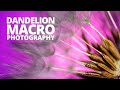 Colourful Dandelion Macro Photography (+ Bonus Aphids!)