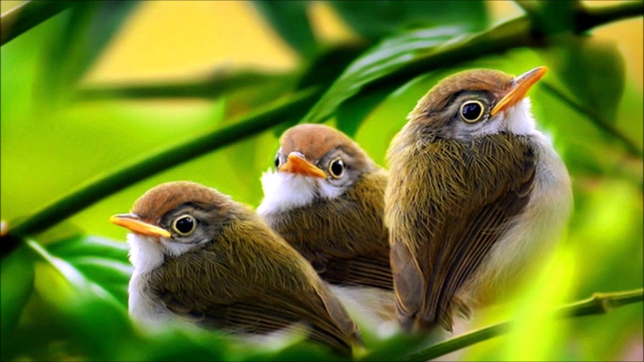 Morning Birds Singing | Ringtones for Android | Animal Ringtones - YouTube