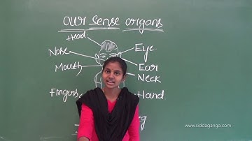 STATE 3 - EVS - OUR SENSE ORGANS - PART 2