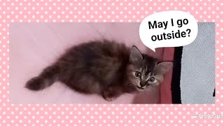 @cc.cutecats Kittens in The Tent 🐱🐱🐱🏕 #cat #kitten #kitty #kucing by CC.CUTECATS 458 views 1 month ago 3 minutes, 2 seconds