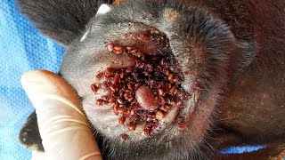 Removing All Ticks From Dog - Dog Ticks Removing Clip - Ticks Removal Videos EP 22