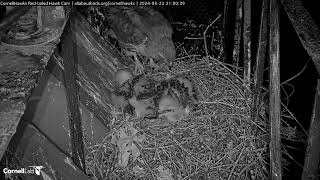 Cornell Red Tailed Hawks 05/22/2024 22:52