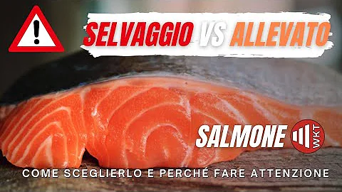 Quale pesce più grasso?