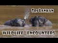 wildlife encounters in Sri Lanka