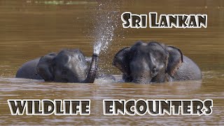 wildlife encounters in Sri Lanka