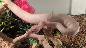 Baby Ivory Ball Python
