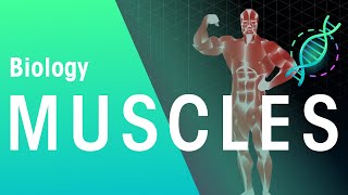 Muscles | Physiology | Biology | FuseSchool