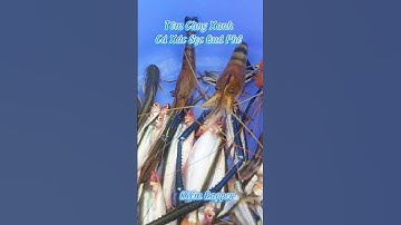 #Shorts / Câu tôm càng cá xác sọc quá phê miền tây sông nước #KiềmRapper