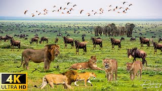 สัตว์ป่าแอฟริกัน 4K: การย้ายถิ่นฐานช่วงเวลาที่สวยงามสุดของ Wildebeest, Zebra ด้วยเสียงจริง 4K