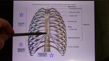 ACC Biol2401 API Online Lecture Skeletal System2 02