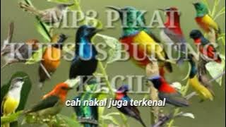 Suara pikat burung kecil  MP3 💯 ampuh  part 3 1080p