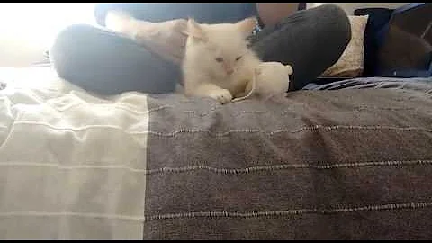 Watch the video about Ragdoll kitten's first day in new home!