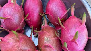 Dragon fruits harvest 2025 