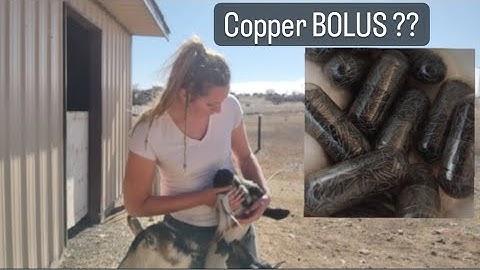 GOAT CARE ||| How to Copper BOLUS a goat
