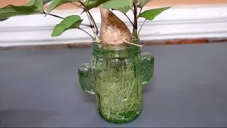 How to Grow Sweet Potato Vine from a Tuber in Water Container at Home (Indoors)