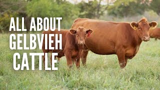 Gelbvieh Cattle: Everything You Should Know