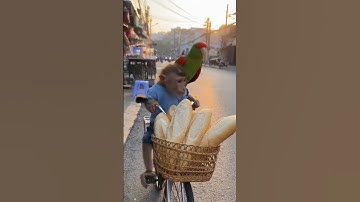 Trời đất! Vẹt nó rao bánh mì luôn kìa, dễ thương quá luôn 🫰❤️ #fyp #haihuoc #parrot #monkey #aicung