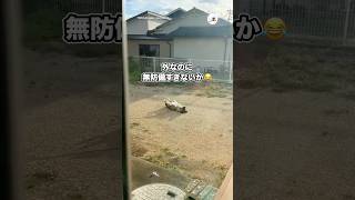 外なのに無防備すぎないか😂｜PECO