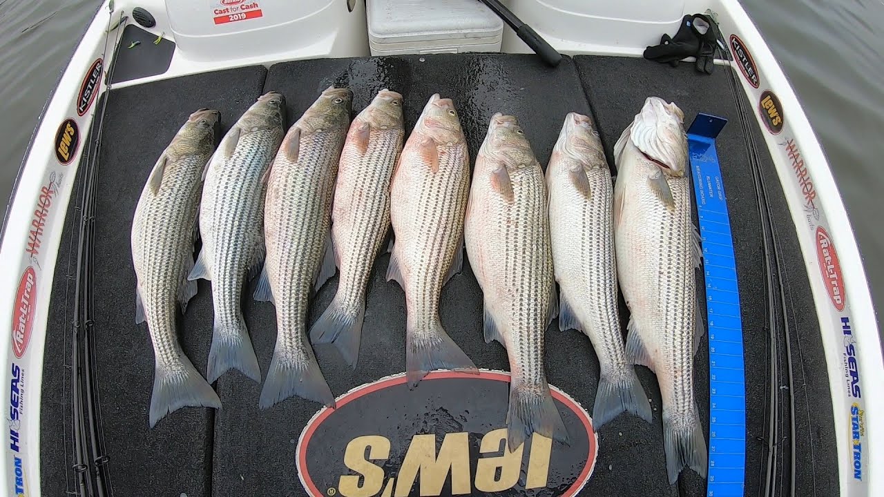Epic Winter Day Striper Fishing At Lake Anna YouTube