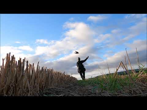 Wild World Mix Movie