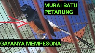 Kisah MURAI BATU DOBEL RING EMAS pancen oye