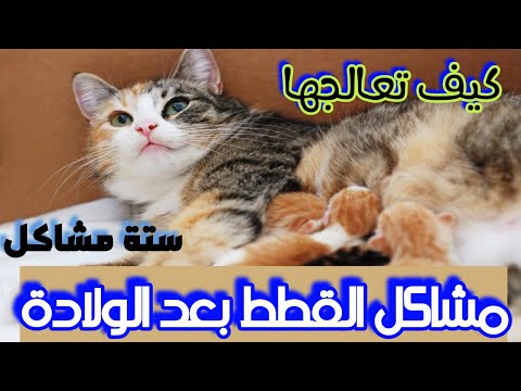 فيديو: كيفية تهدئة قطة في شغف: 11 خطوة (بالصور)