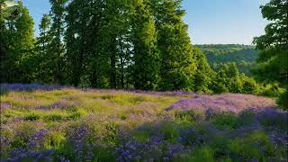 🌿 Restore Your Nervous System | Soft Solo Piano for Stress Relief, Anxiety & Deep Calm screenshot 4