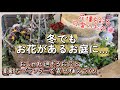 【ガーデニング】【冬のお花】寒くても、可愛いお花が咲いている花壇づくり※おしゃれ過ぎて今年もお迎えしたお花