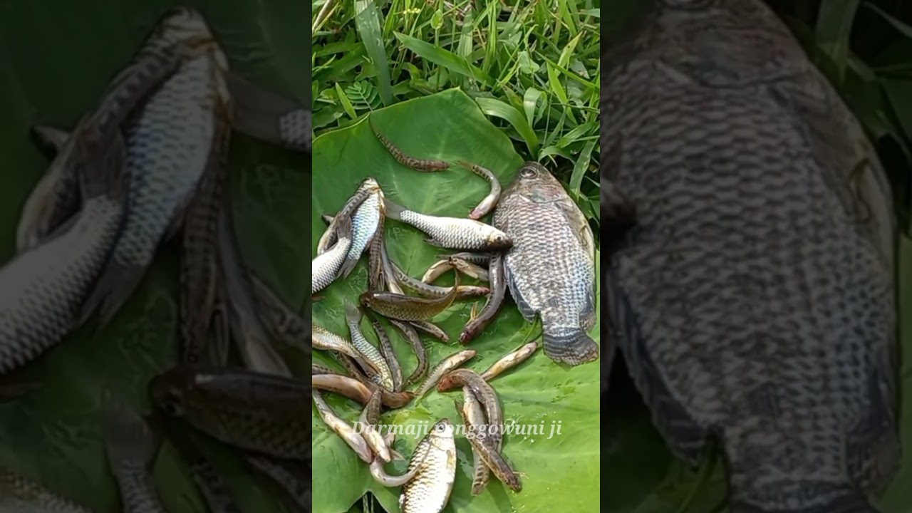 Hasil Mancing Umpan Go Potato Limaratus Rupiah Ikan Wader Uceng Nila 