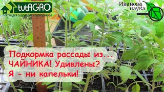 ПРОСТО и С ПОЛЬЗОЙ! Подкормка рассады... БЕЗ УДОБРЕНИЙ! И даже не надо ничего покупать! ВООБЩЕ!