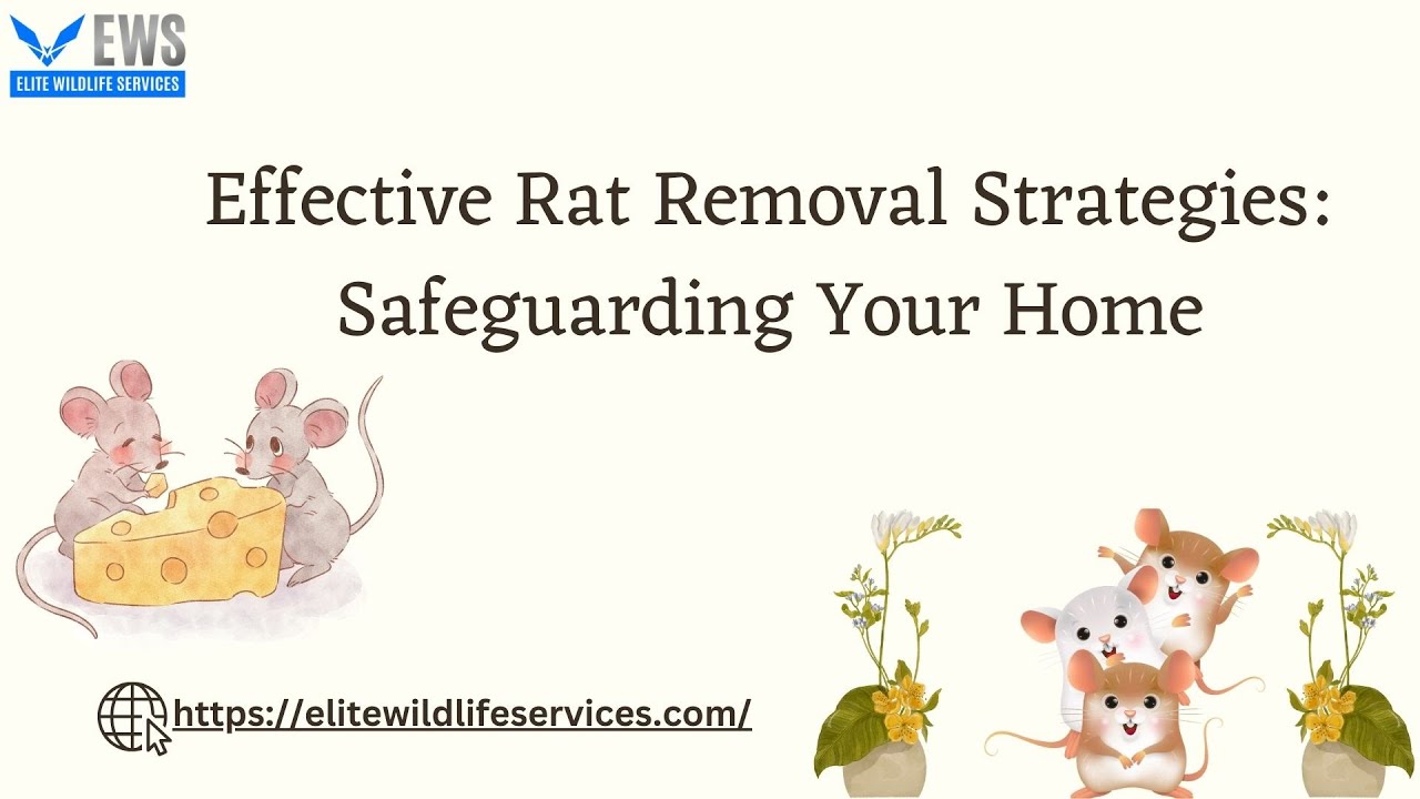 Effective Rat Removal Strategies Safeguarding Your Home - YouTube