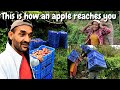 How does an apple reach your Table || Apple Harvesting In Himachal