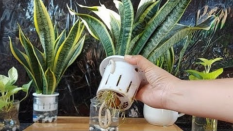 BÍ QUYẾT TRỒNG LƯỠI HỔ THỦY SINH LOẠI BỎ ĐỘC TỐ TRONG KHÔNG KHÍ - How to grow aquatic tiger tongue