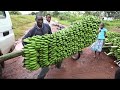 Incroyable processus de culture de rcolte et dexportation de bananes biologiques  technologie moderne de transformation des bananes