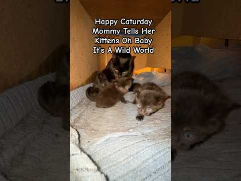 ママが子猫たちに「オー、ベイビー、ここはワイルドな世界よ！」って言う。#kittens #kittenlove #caturday #classicrock