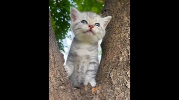 tiếng mèo kêu phần 2 #mytalkingangela2 #talkingtom2andtalkingangela2 #cuteanimal #cat #cute