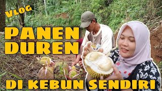 HARVESTING DUREN IN OUR OWN GARDEN WITH FAMILY In Bruno Purworejo | Sigit Setya and Rini #sigitsb
