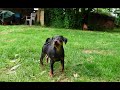 Ref:qwqLXJc94tk Tima le 15 mai 2022 - 2 mois tout juste - va bientt partir dans sa famille.